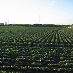 Spinatmark på Pilehavegård